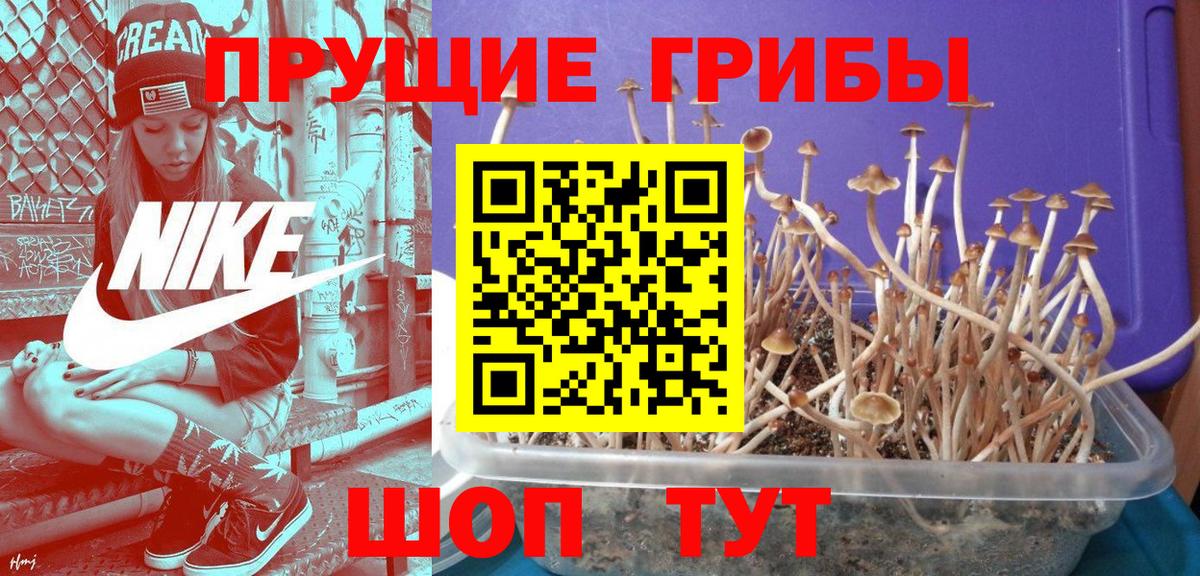 Псилоцибиновые грибы Psilocybine cubensis Зеленогорск